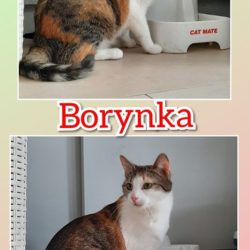 Borynka
